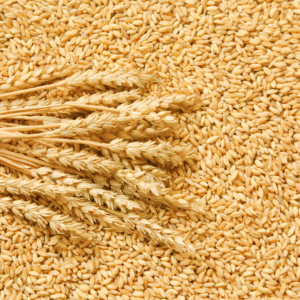 306 Desi Gehu Haryana