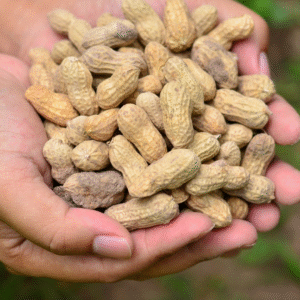 Groundnut